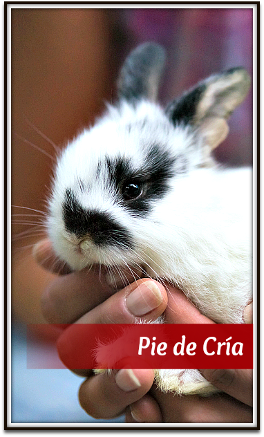 Pie de Cría conejos bogota Colombia Cunicultura