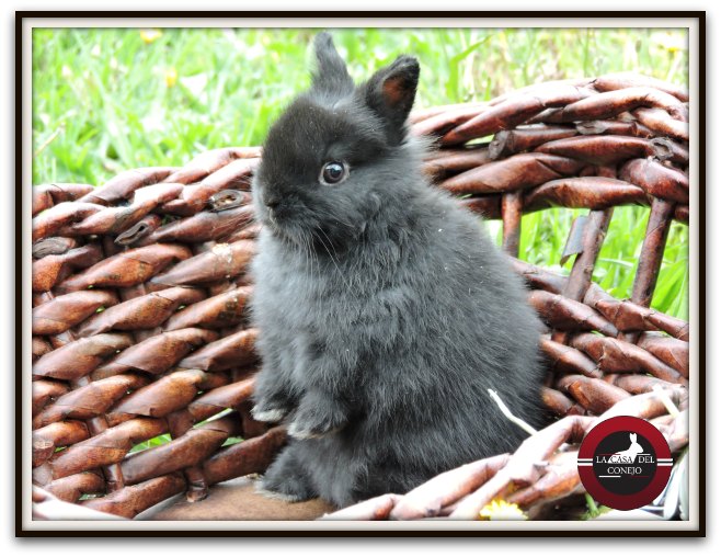 criadero de conejos para mascotas bogota colombia