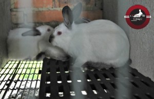 Venta de piel de conejo bogota colombia