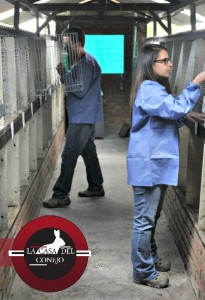 Productores de carne de conejo bogota colombia