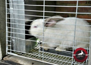 CARACTERÍSTICAS DE LA CARNE DE CONEJO