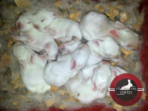 venta pie de cria conejos bogota colombia