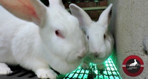 Venta de conejos Nueva Zelanda Bogota