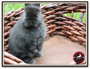 criadero de conejos para mascotas bogota colombia